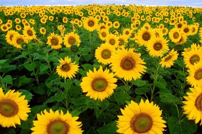 Confectioanry Sunflower